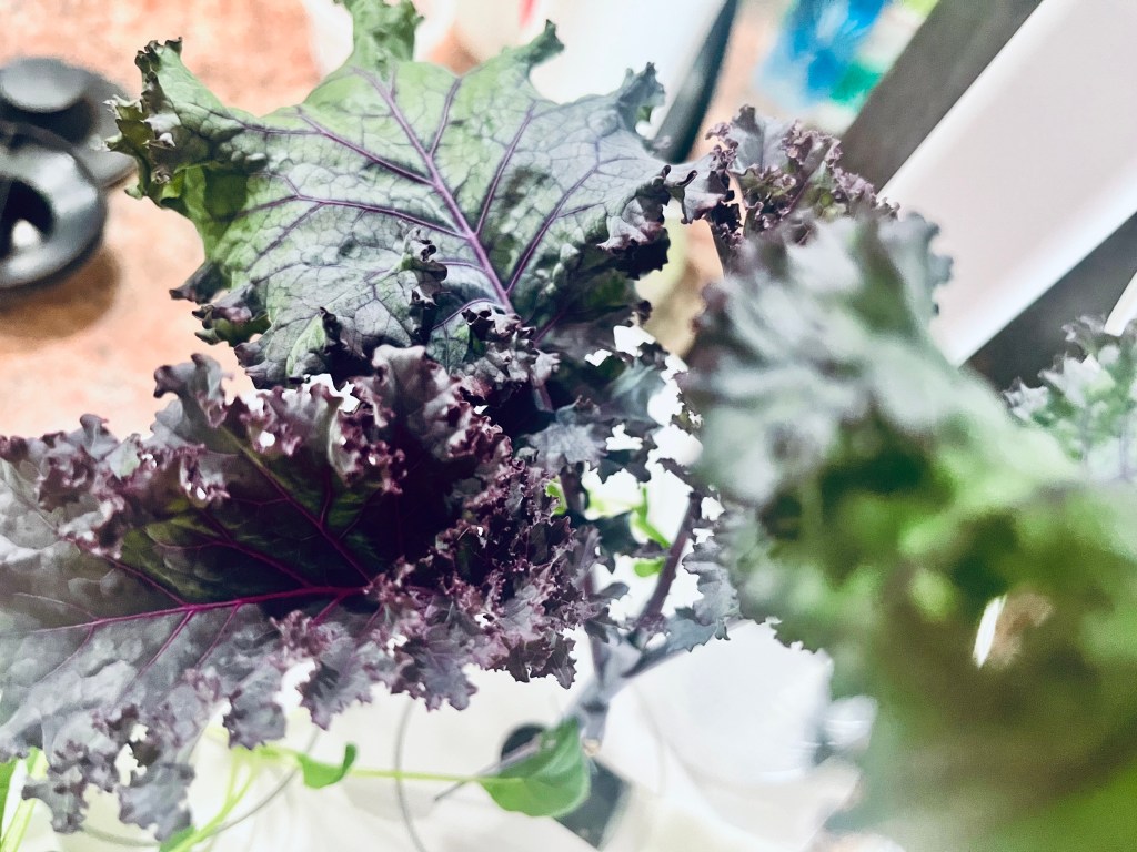 Red kale growing.