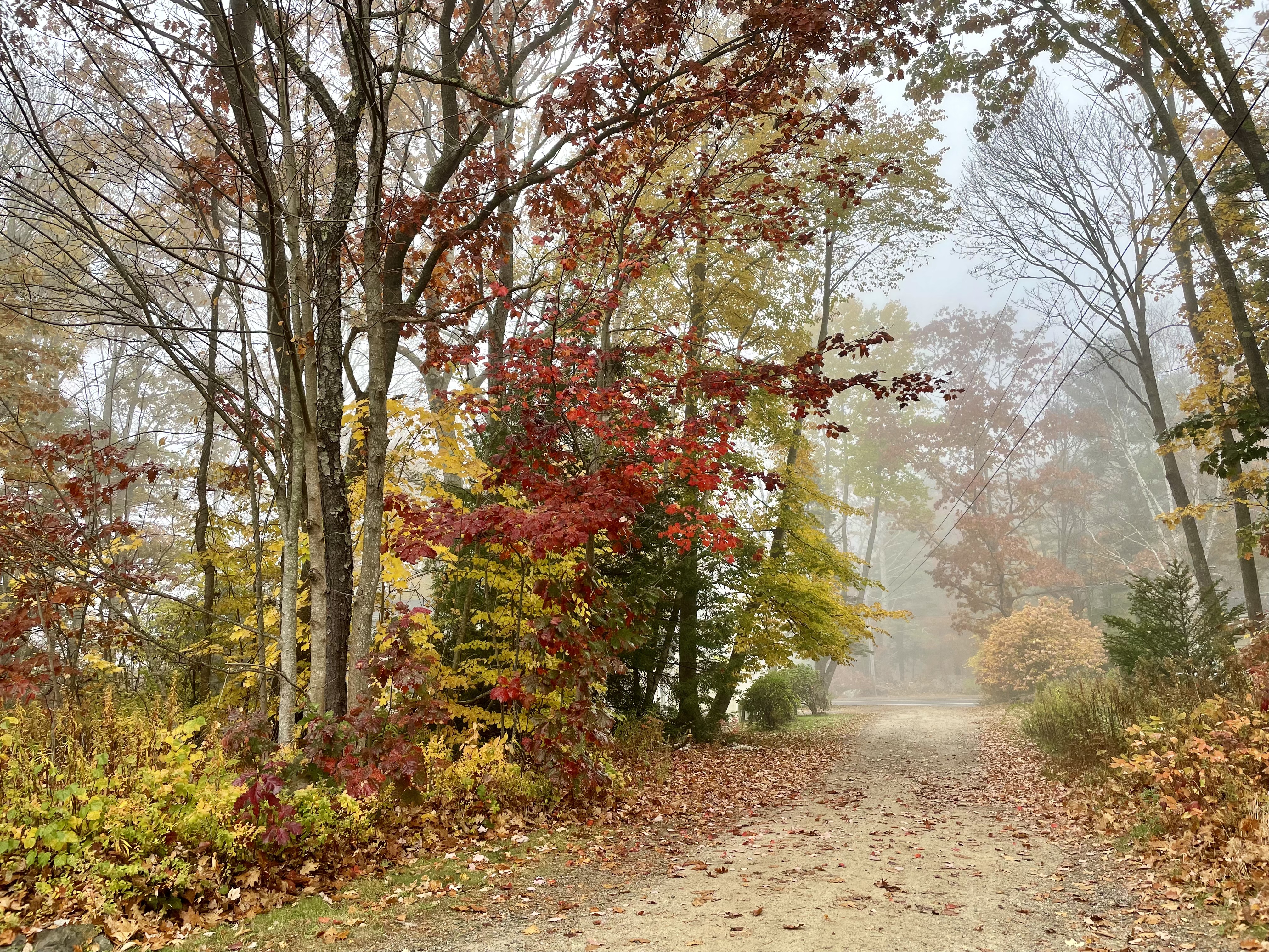 Fall colors in Maine